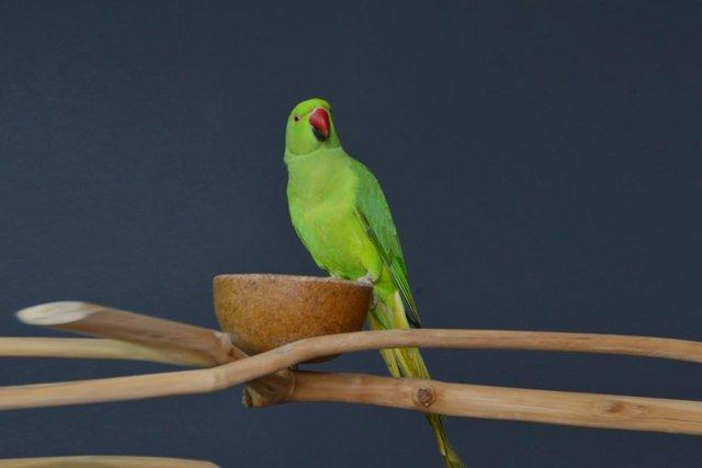 Image 3 of Baby Green Ring Neck Talking Parrots,19