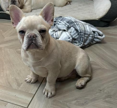Image 2 of 7 month old French bulldog