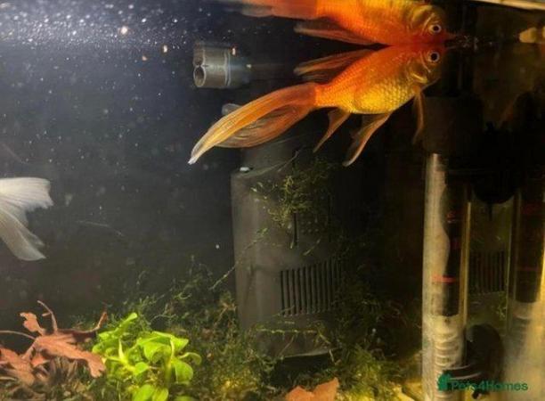 Image 3 of (( Sold ))Pair of goldfish 12 months old
