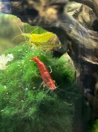 Image 1 of Red and Yellow cherry shrimps low to medium grade 6 for £10