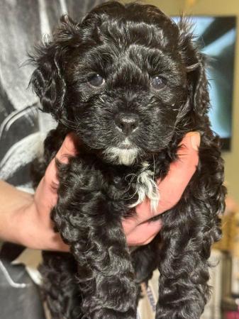 Image 7 of Shihpoo puppy 1 boy left, loving home wanted now sold