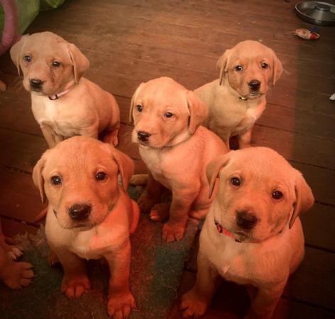 Image 6 of Gorgeous KC Registered Fox Red Labrador puppies