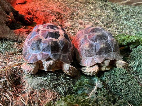 Image 6 of 2 sulcata tortoises for sale