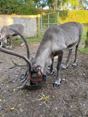 Image 3 of Two Male Reindeer for Sale