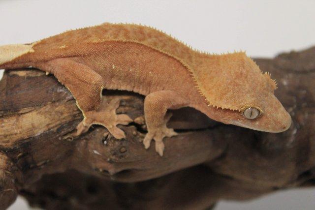 Image 4 of Crested geckos males and females