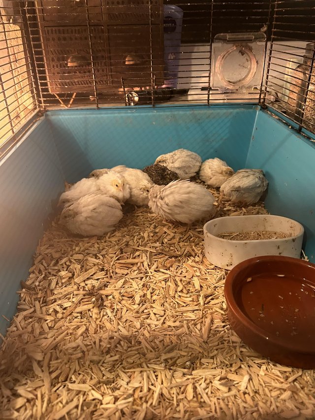 Preview of the first image of Chinese quails all young birds.