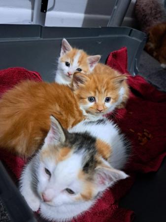 Image 6 of Gorgeous fluffy kittens - only 1 left!