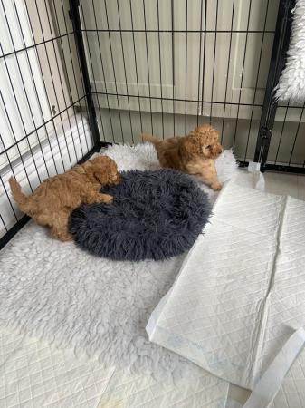 Image 1 of 3 Red Toy poodle puppies