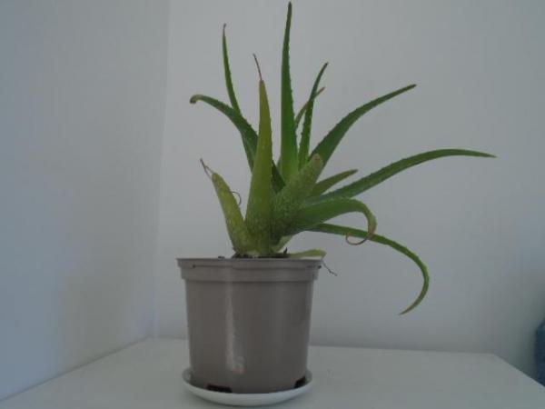 Image 3 of Aloe vera plant, mature, 17 inches high