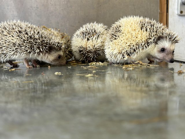 Preview of the first image of African Pygmy hedgehogs.