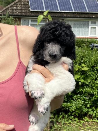 Image 1 of KC reg heath tested blue/silver standard poodle puppies