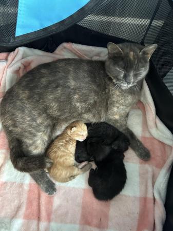 Image 5 of Full bundle of 7 week old kittens