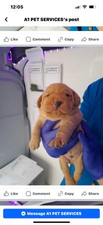 Image 2 of Litter of labrador puppies