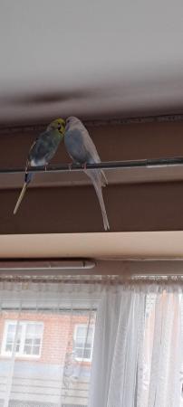 Image 5 of I have 2 Budgies for sale