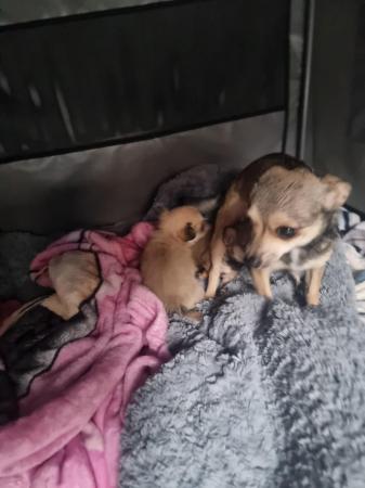 Image 10 of Chihuahua male pups for sale