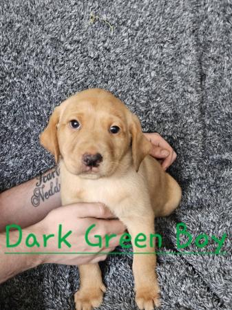 Image 6 of READY TO LEAVE NOW -chunky golden/ fox red labradors puppies