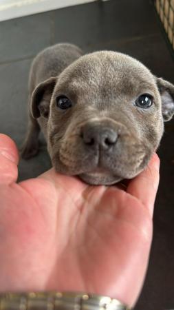 Image 32 of beautiful champion blue Staffordshire bull terrier puppies