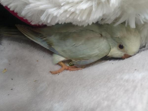 Image 15 of DNA tested baby Quaker parrots looking for loving homes
