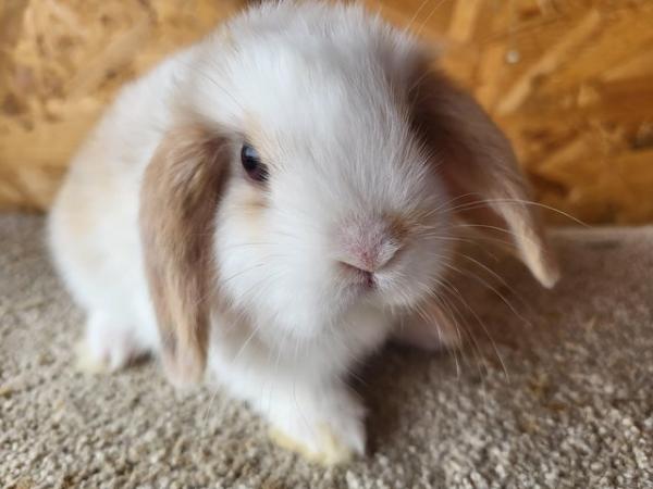 Image 14 of Baby Mini Lop Doe in light tri READY NOW