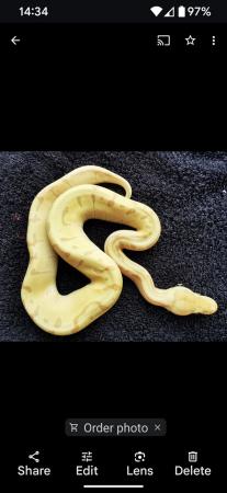 Image 2 of Adult banana super enchi royal python