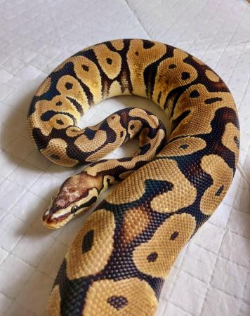 Image 1 of Female royal python's for sale