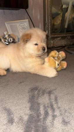 Image 3 of Last beautiful female Chow chow puppy left