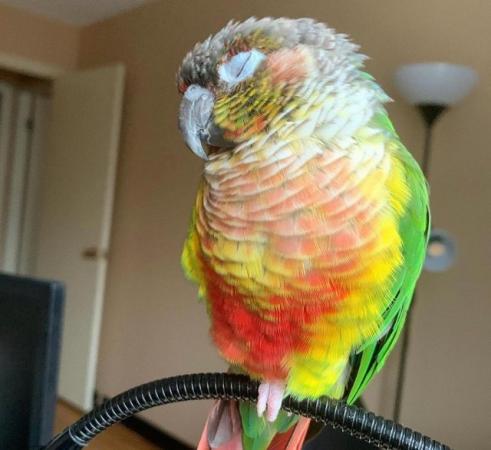 Image 5 of Baby tamed yellow sided conure talking parrot