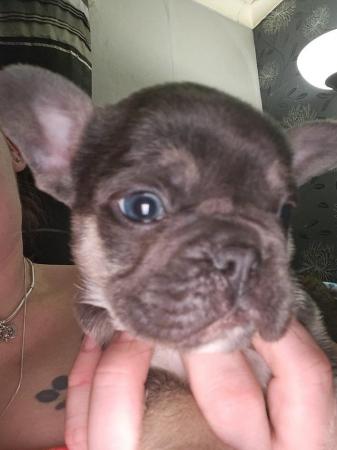 Image 2 of French Bulldogs chipped vaxed & ready now