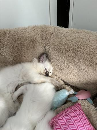 Image 4 of Ragdoll kittens for sale