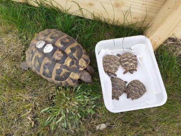Image 3 of BABY HERMANNS TORTOISE FOR SALE
