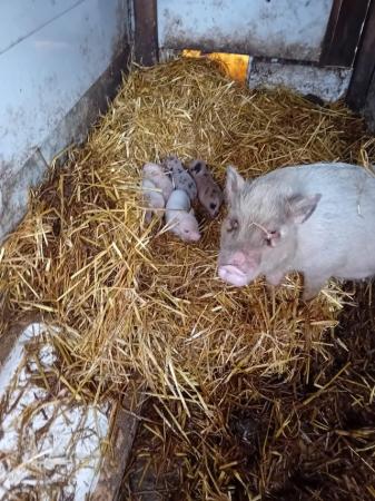 Image 1 of Micro piglets boys and girls very small