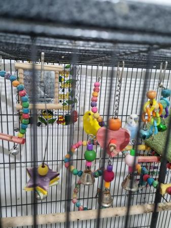 Image 4 of 2 Budgies (male & female) sold as a Pair with Cage