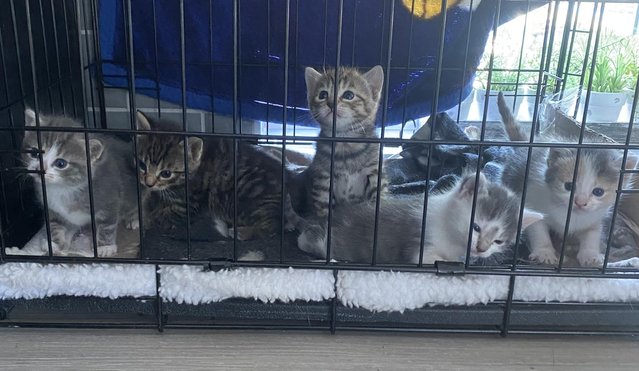 Image 2 of Adorable Kittens for sale