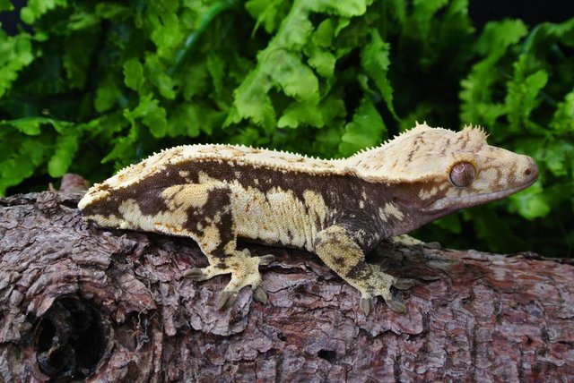 Image 4 of Whitewall Crested Gecko Female