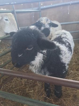 Image 2 of Valais blacknose x lambs- a few left!!