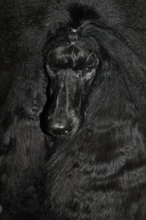 Image 5 of Standard poodle black boy Volgarus Lock'N Key