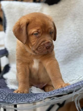 Image 4 of Large mix breed puppies for sale
