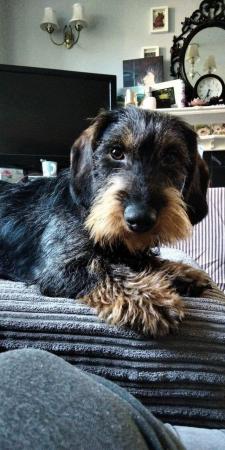 Image 11 of Teckle/long haired sausage dog puppies