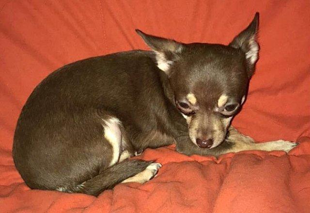 Image 5 of DELILAH - a Delectable, Miniature Chocolate Chihuahua Girl !