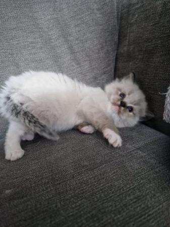 Image 5 of *2 Ragdoll Kittens Left* Can Deliver North East