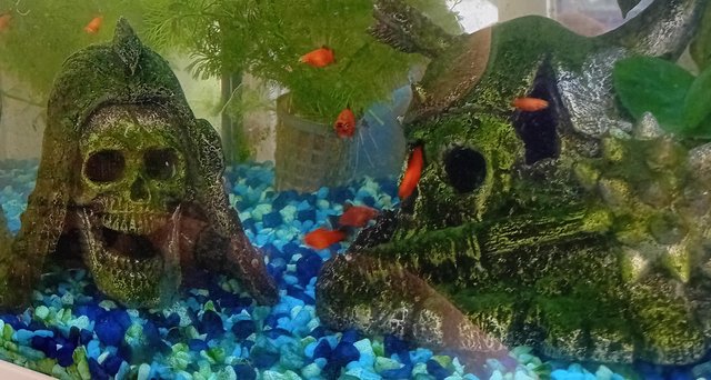 Preview of the first image of Tropical Orange Platy Fish.
