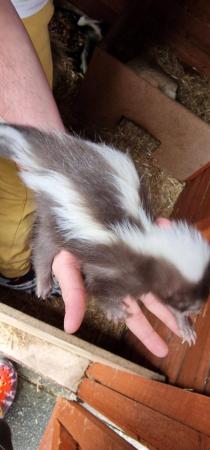 Image 4 of 3 male skunks ready 10th july