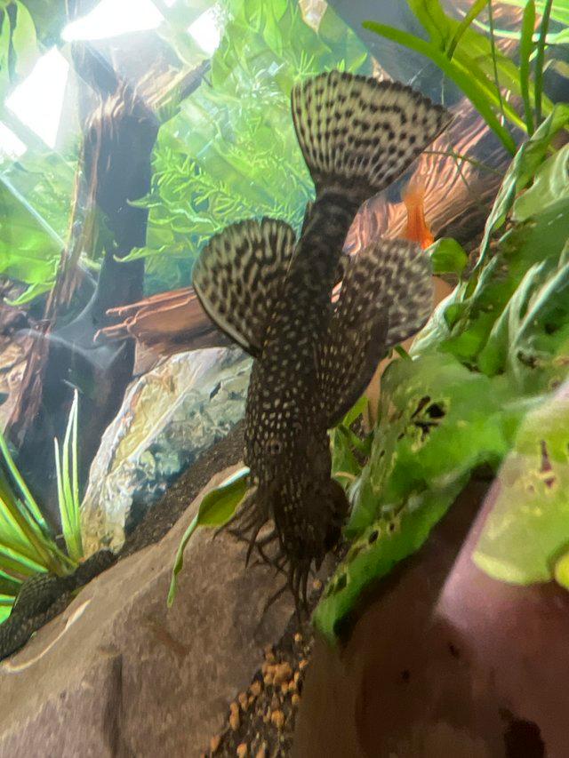 Preview of the first image of Pleco Bristlenose for sale males, females, young.