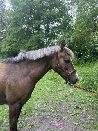 Image 2 of 13.2hh Welsh section C gelding for sale