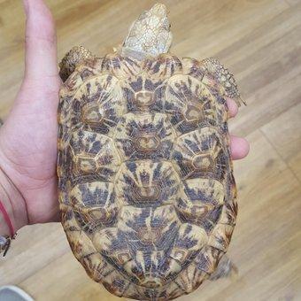 Image 1 of male pancake tortoise from animaltastic