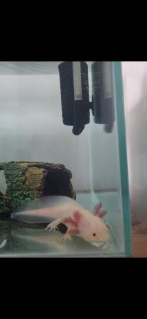 Image 5 of Pink Axolotl and Large Glass Tank