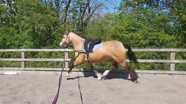 Image 9 of County Standard Buckskin Mare, 4 Whites Drastically reduced*