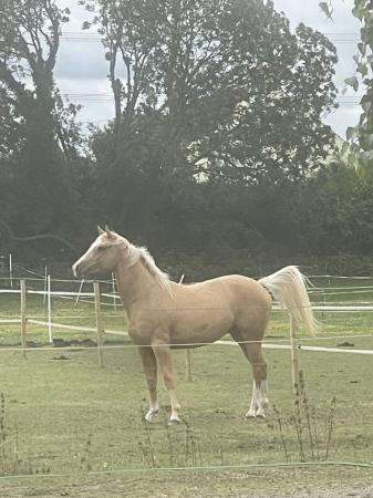 Image 3 of For sale beautiful palomino filly