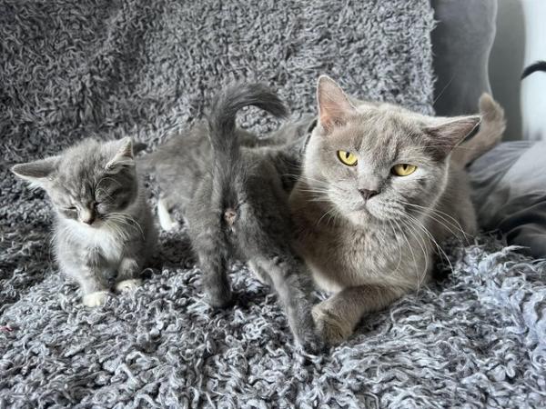 Image 6 of 9 week old bsh kittens ready now