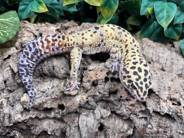 Image 3 of Leopard Geckos At The Marp Centre Feb 2024